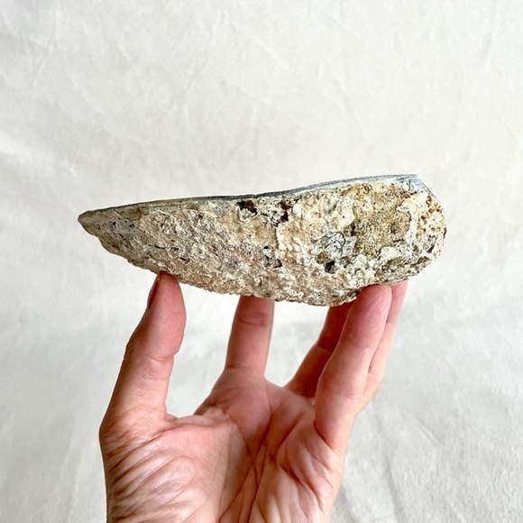 Large Abalone Shell Vessel - Picture 11 of 11